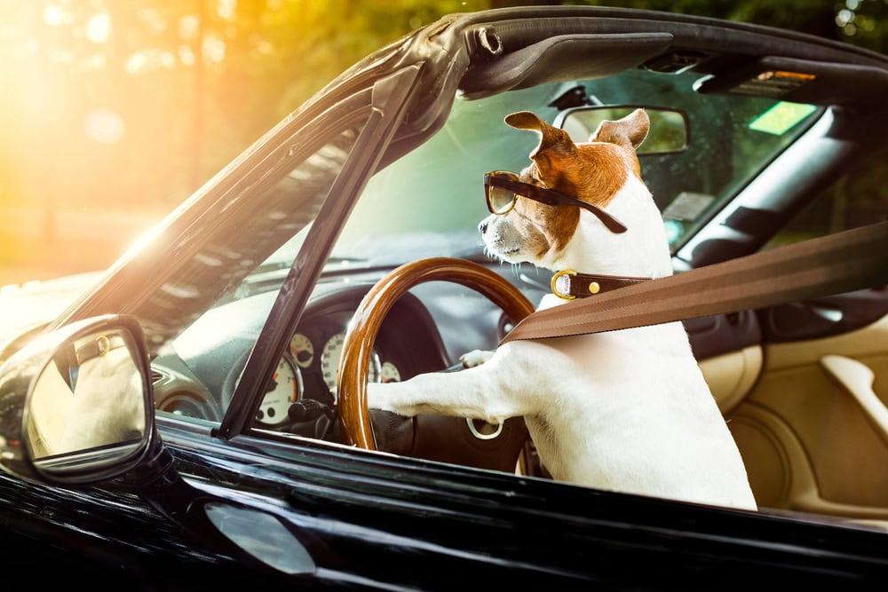 Chicago attorney helping a client pursue a claim for seat belt syndrome.