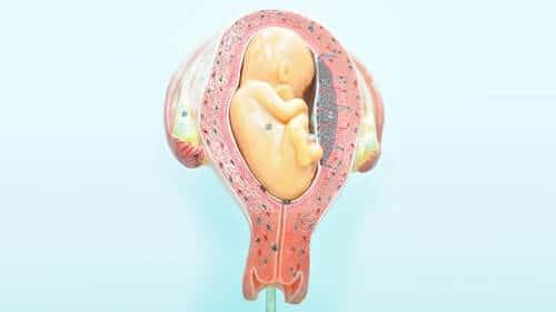 Fetus Breech Position
