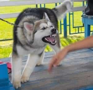 Joliet Dog Bite Lawyer