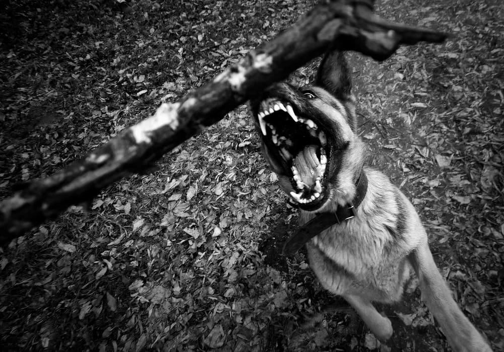Filing a dog bite injury claim with a Rockford attorney