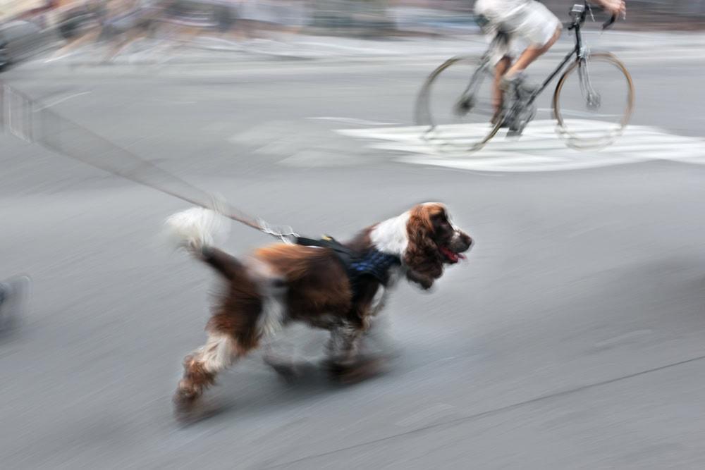 An attorney reviewing a legal case involving a dog owner’s liability in a bicycle accident.