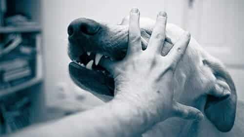 Peoria Animal Bites