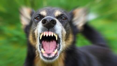 Average dog bite settlement