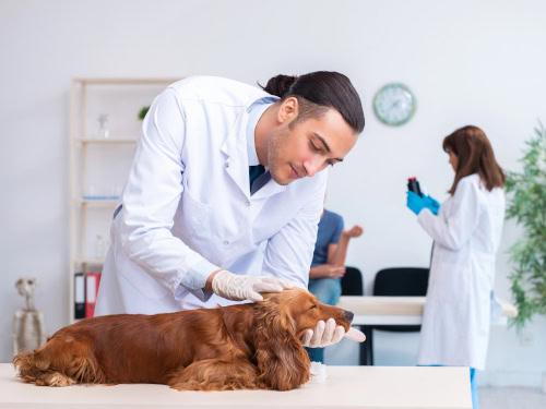 Chicago Pet Resources