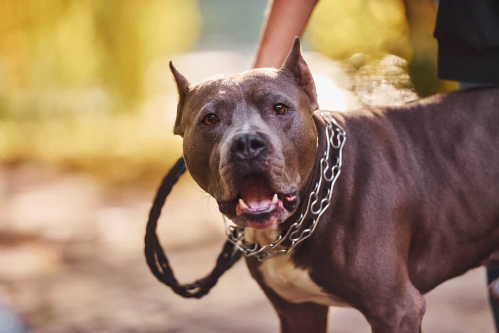 Pit Bull Attack Statistics