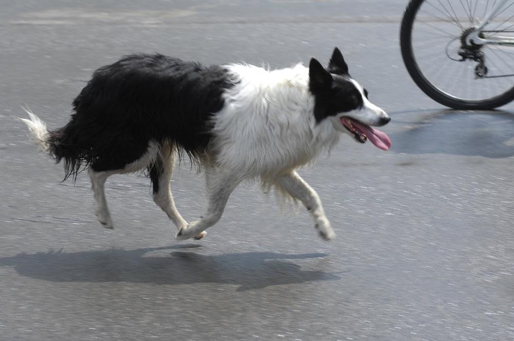A Chicago lawyer assisting a cyclist injured in a dog attack-related bicycle accident.