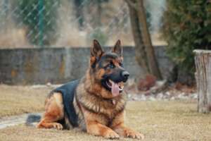 dog bite law firm in aurora il